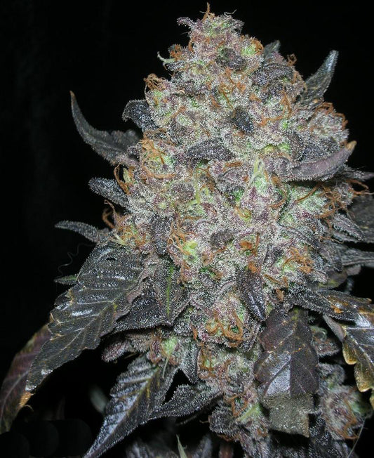 Black Water (The Cali Connection) feminisiert