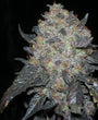 Black Water (The Cali Connection) Feminized