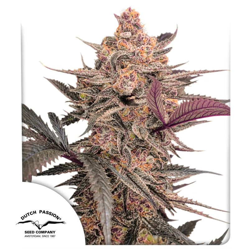 Blue Applez (Dutch Passion) feminisiert Cannabis Samen von Dutch Passion