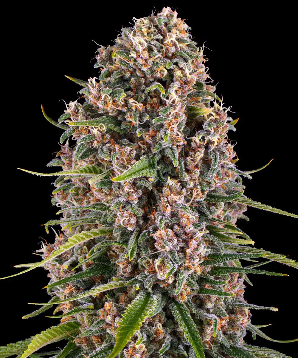 Blue Cheese (Barneys Farm) feminisiert Cannabis Samen von Barney's Farm
