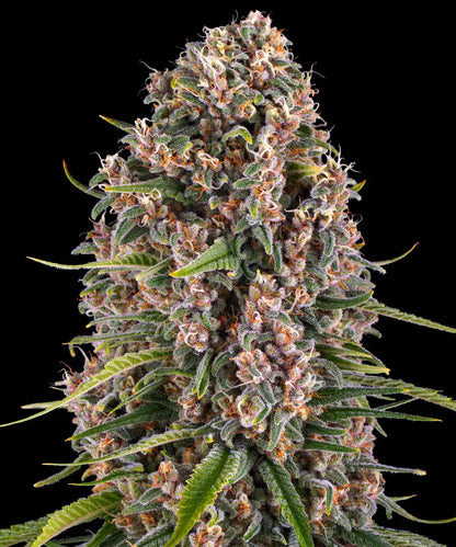 Blue Cheese (Barneys Farm) feminisiert Cannabis Samen von Barney's Farm