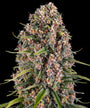 Blue Cheese (Barneys Farm) feminisiert