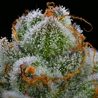 Blue Dream (Barneys Farm) feminisiert