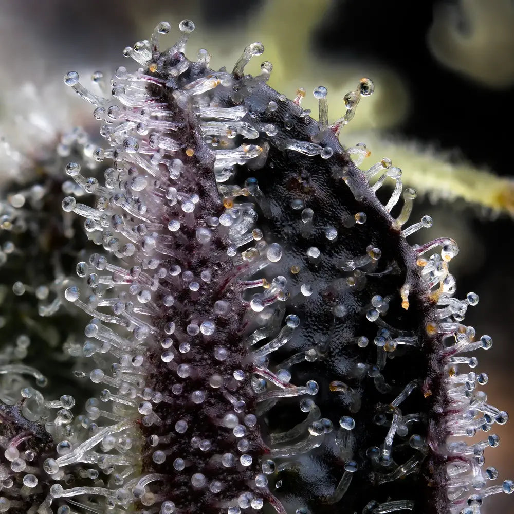 Blue Dream (Barneys Farm) feminisiert