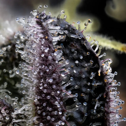 Blue Dream (Barneys Farm) feminisiert