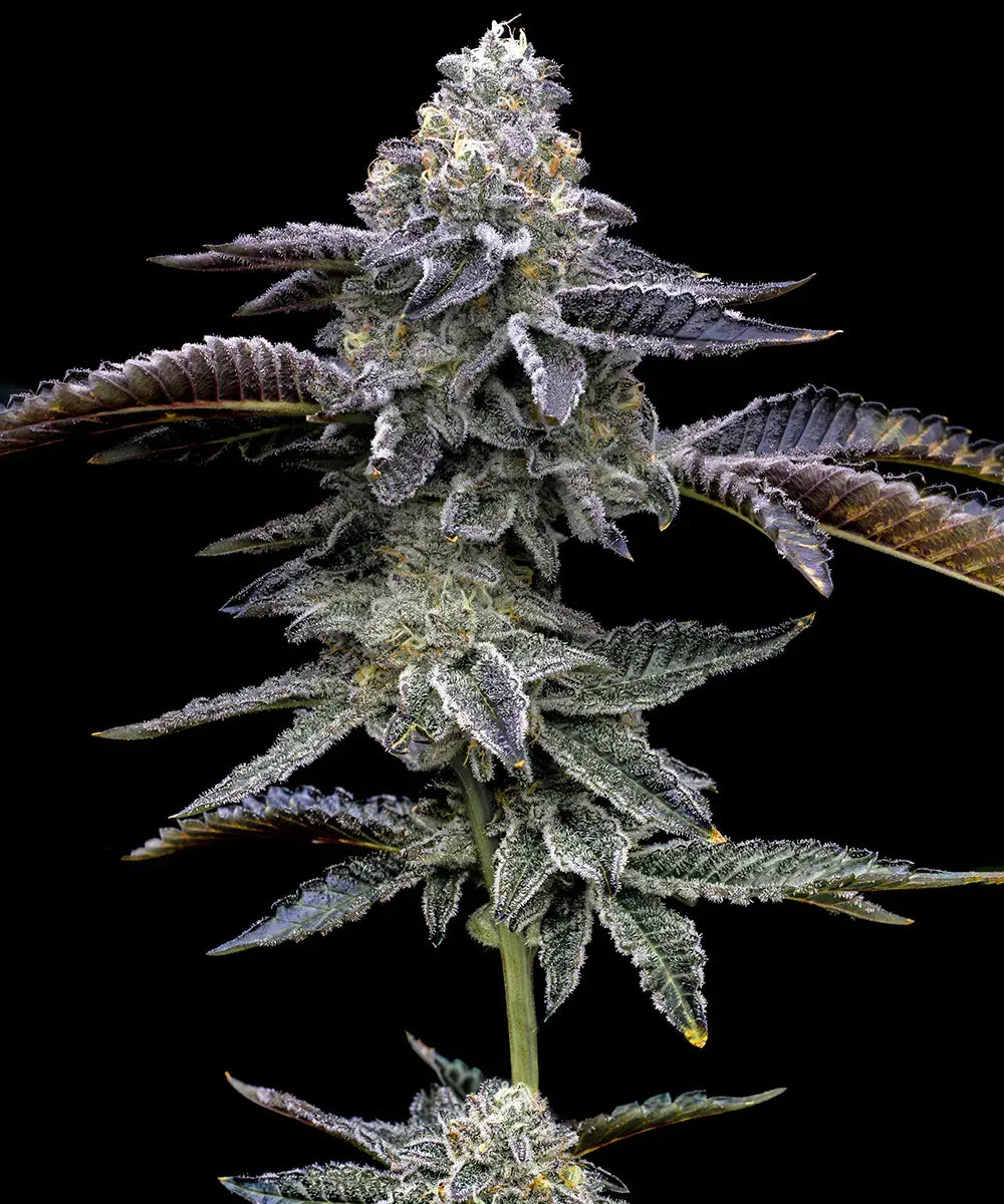 Barneys Farm - Blue Dream