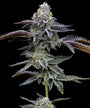 Blue Dream (Barneys Farm) Feminized