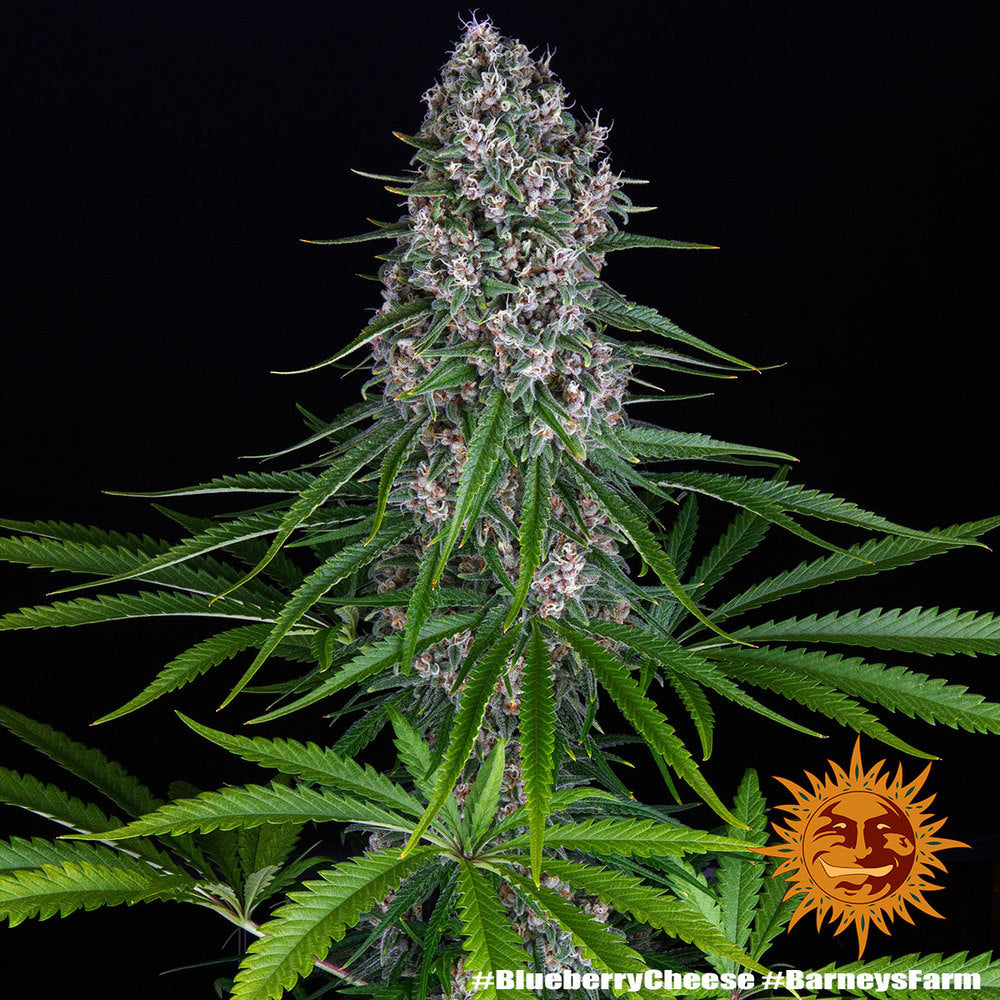 Blue Cheese (Barneys Farm) feminisiert Cannabis Samen von Barney's Farm