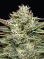 Blueberry Cupcake (Humboldt Seed Co.) Feminized