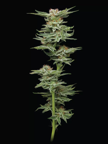 Blueberry Muffin (Humboldt Seed Co.) feminisiert