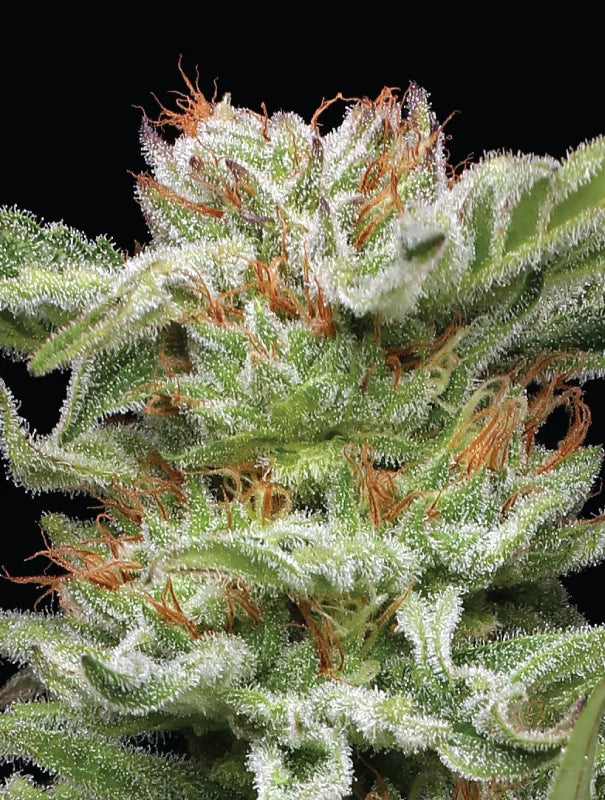 Blueberry Muffin (Humboldt Seed Co.) feminisiert