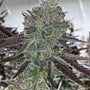 Bluenana (In House Genetics) feminized