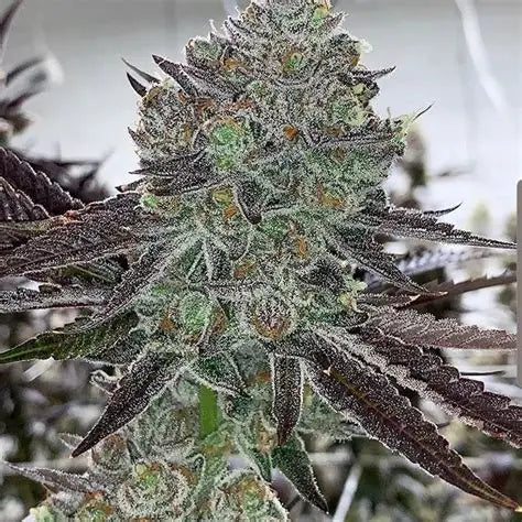 Bluenana In House Genetics