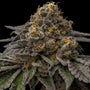 Break Pad Breath (Ripper Seeds) feminized