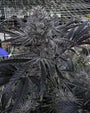 Butter Balm (Solfire Gardens) Feminized