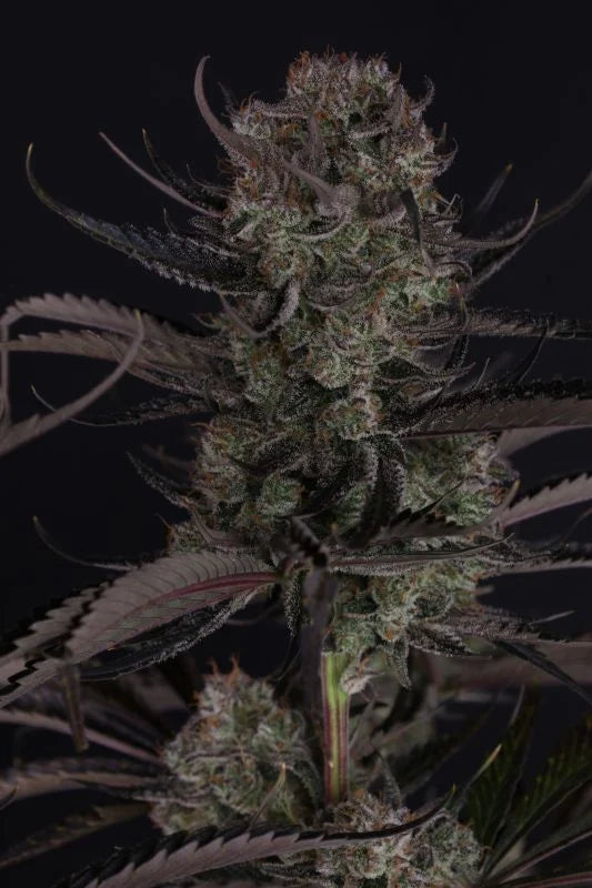 Strawberry Gorilla RF3 Auto (FastBuds)