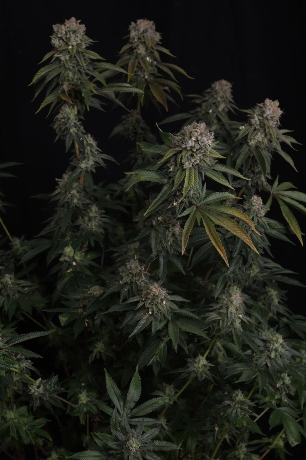 GG#4 (FastBuds) feminisiert