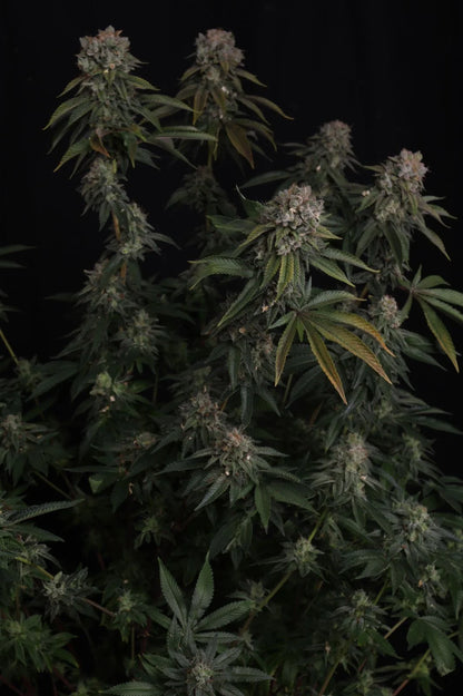 GG#4 (FastBuds) feminisiert