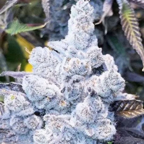 Cakes N Cream (In House Genetics) feminisiert