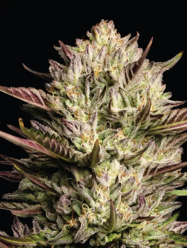 California Octane (Humboldt Seed Co.) feminisiert