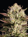 California Octane (Humboldt Seed Co.) Feminized