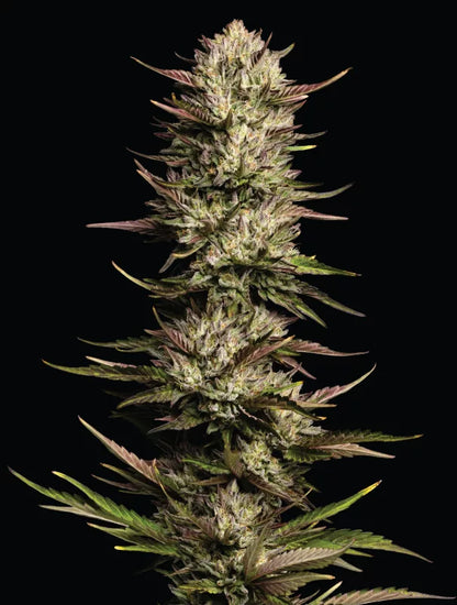 California Octane (Humboldt Seed Co.) feminisiert