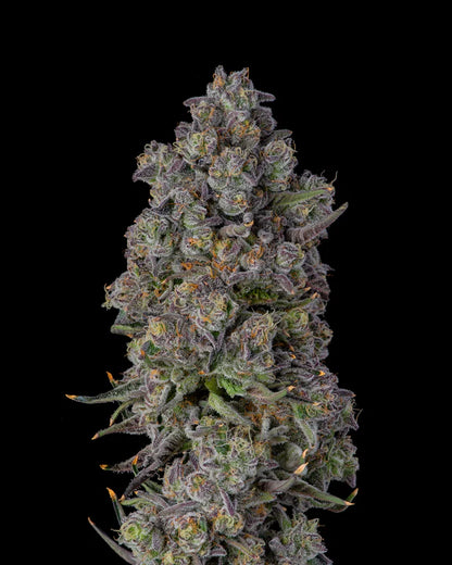 Candy Bezels (Compound Genetics) feminisiert