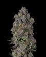 Candy Bezels (Compound Genetics) Feminized