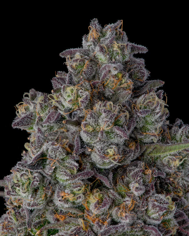 Candy Bezels (Compound Genetics) feminisiert