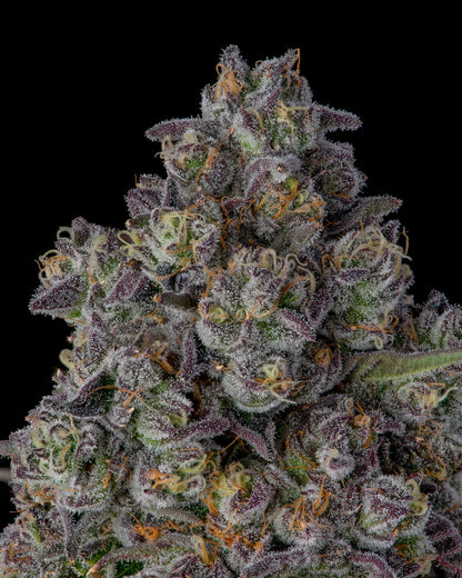 Candy Bezels (Compound Genetics) feminisiert