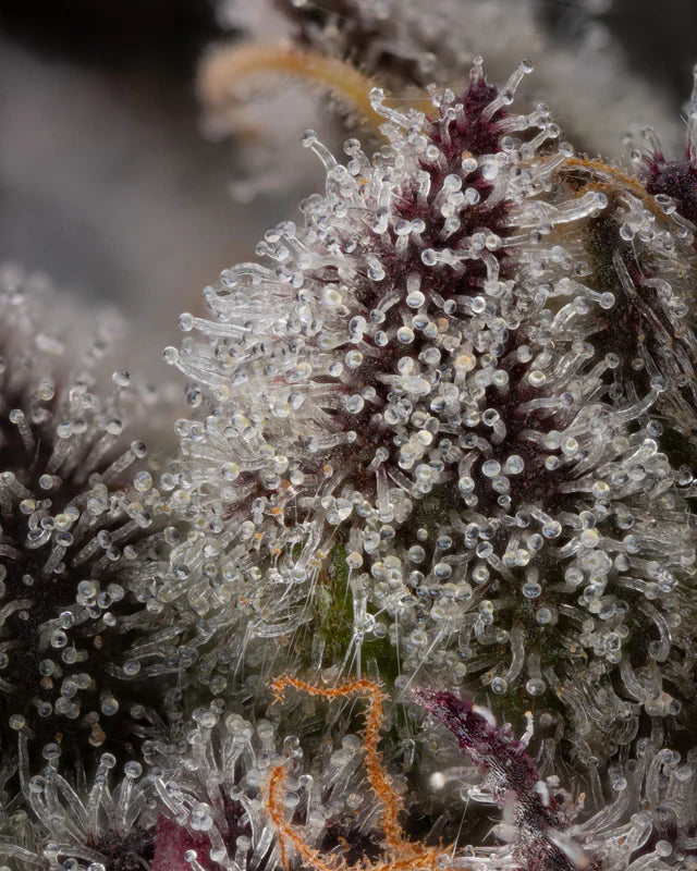 Candy Bezels (Compound Genetics) feminisiert