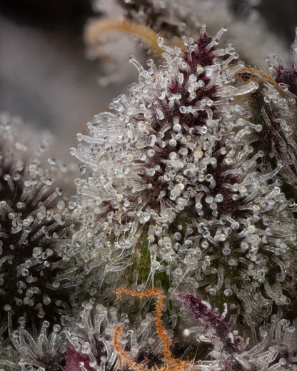 Candy Bezels (Compound Genetics) feminisiert