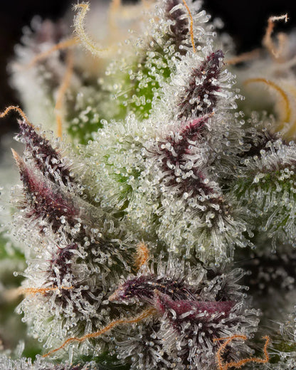 Candy Bezels (Compound Genetics) feminisiert