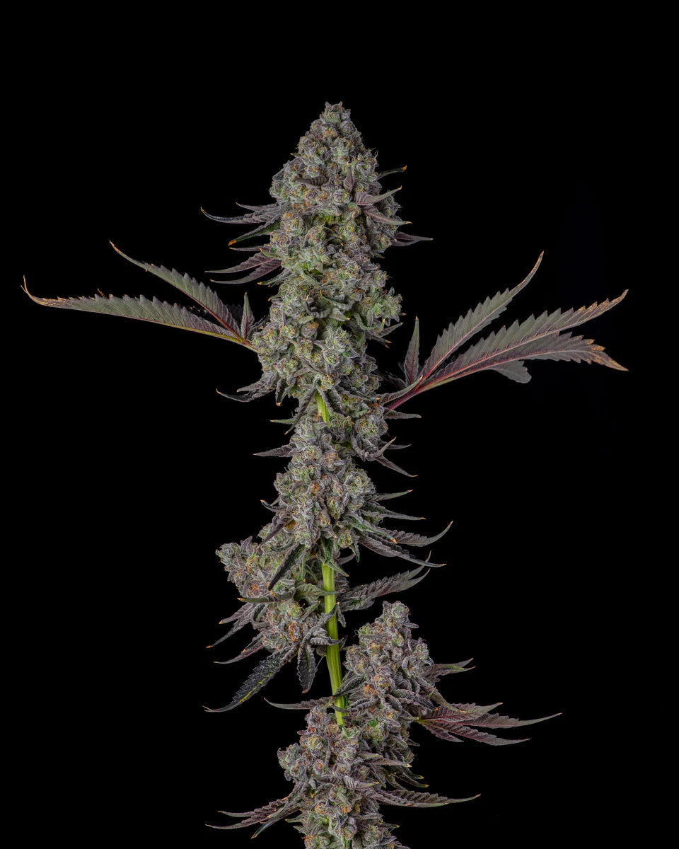 Candy Bezels (Compound Genetics) feminisiert