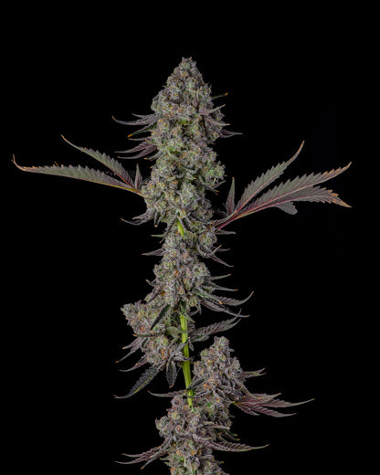 Candy Bezels (Compound Genetics) feminisiert