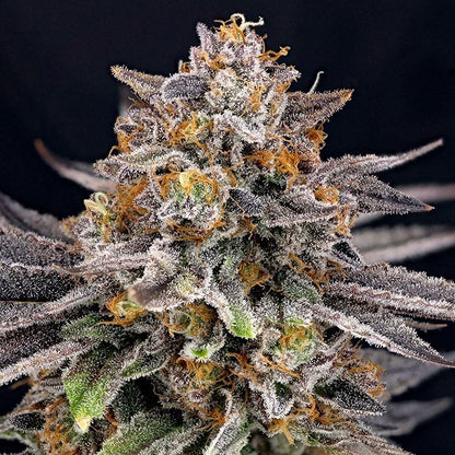 CandyGaz (Ripper Seeds) feminisiert