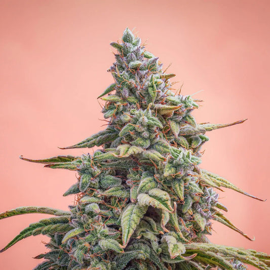 Canna-Cheese CBD 1:1 Auto (Mephisto Genetics)