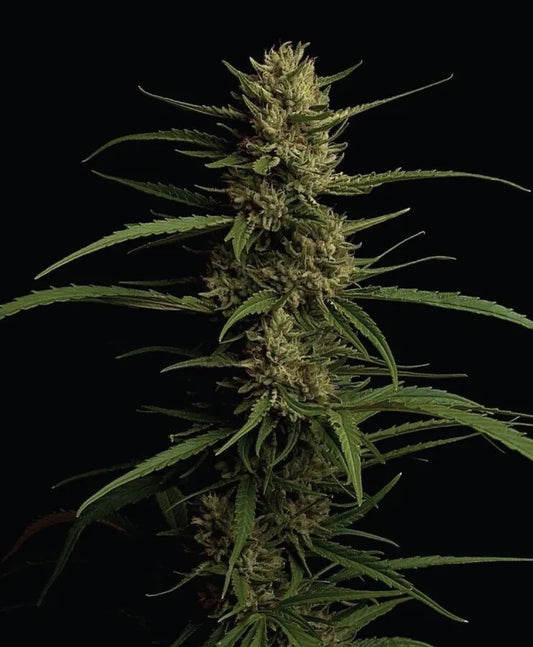 Caribbean Queen (Humboldt Seed Co.) feminisiert