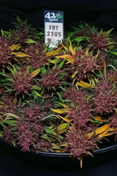 Ztrawberriez Auto (FastBuds)