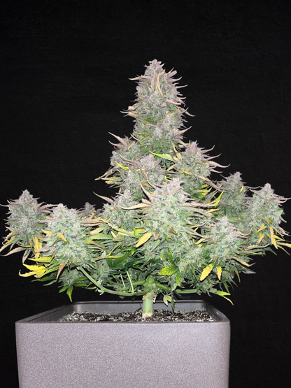 CBD Crack Auto (FastBuds)