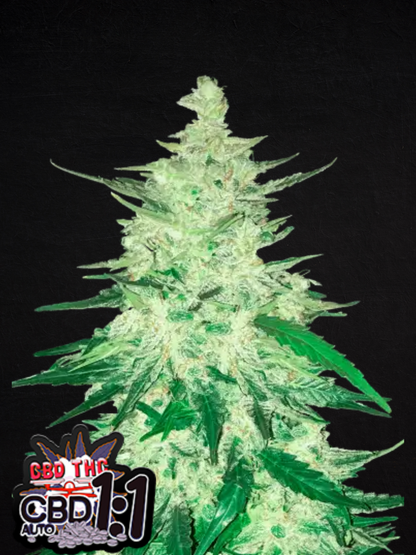 CBD Crack Auto (FastBuds)