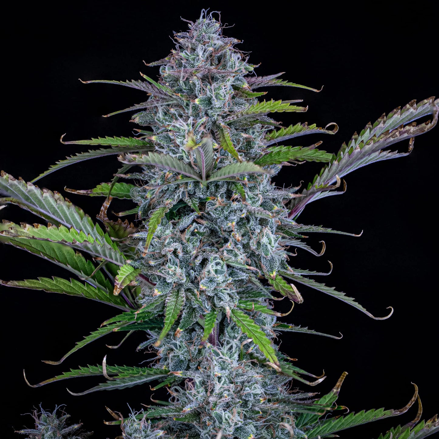 Chemdogging Auto (Mephisto Genetics) Cannabis Samen von Mephisto Genetics