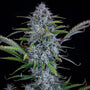 Chemdogging Auto (Mephisto Genetics)