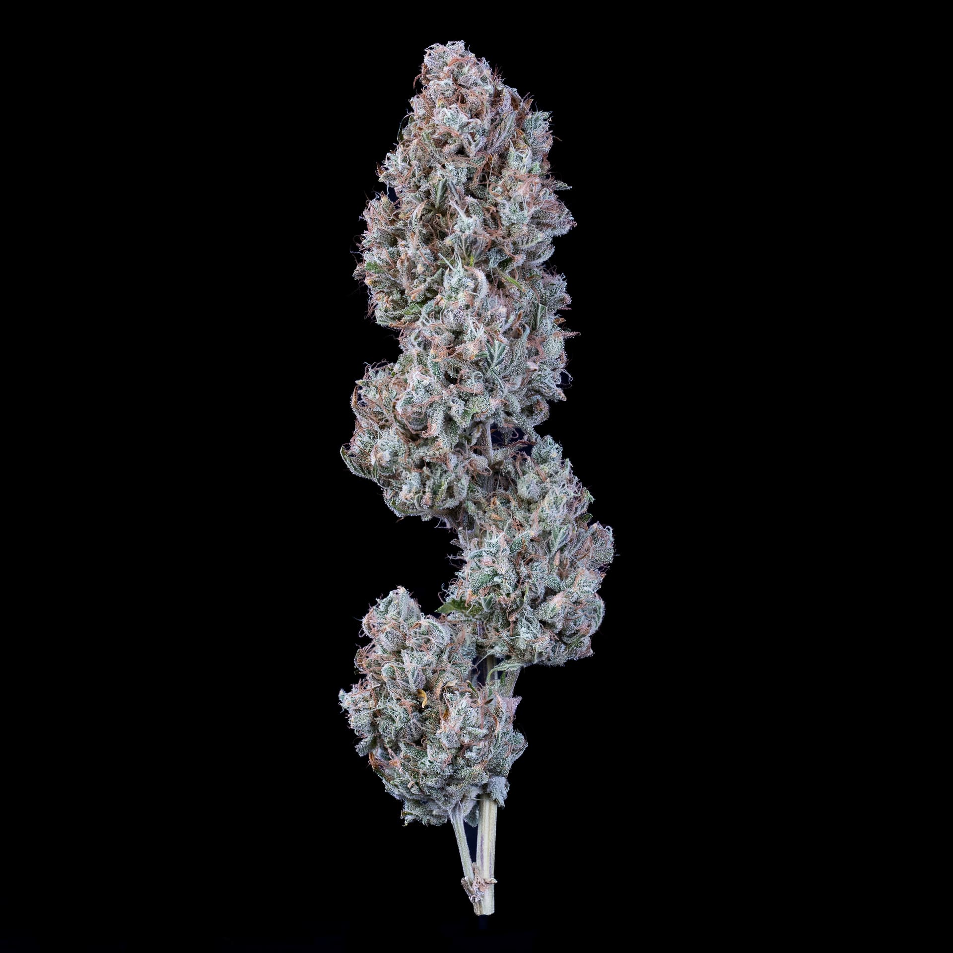 Chemdogging Auto (Mephisto Genetics) Cannabis Samen von Mephisto Genetics