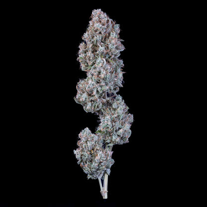 Chemdogging Auto (Mephisto Genetics) Cannabis Samen von Mephisto Genetics