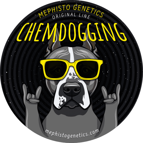 Chemdogging Auto (Mephisto Genetics) Cannabis Samen von Mephisto Genetics