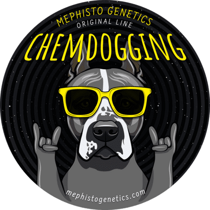 Chemdogging Auto (Mephisto Genetics) Cannabis Samen von Mephisto Genetics