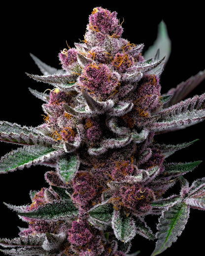 Cherry Poppers (Barneys Farm) feminized