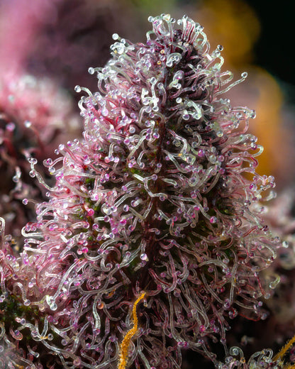 Cherry Poppers (Barneys Farm) feminized