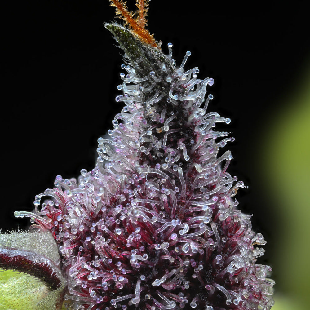 Cherry Poppers (Barneys Farm) feminisiert
